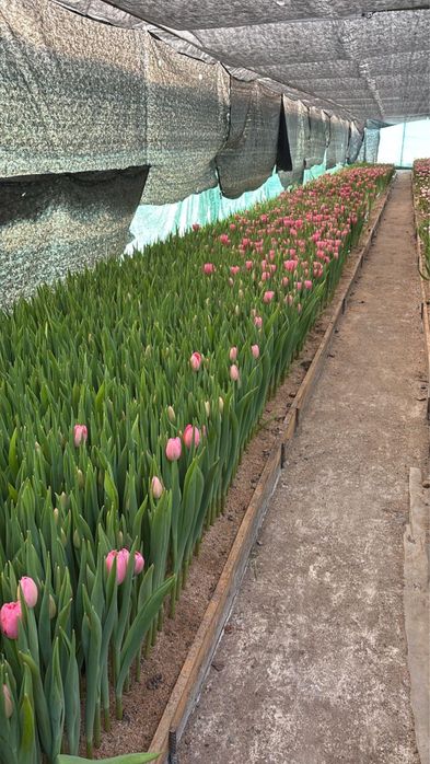 Тюльпаны оптом розницу