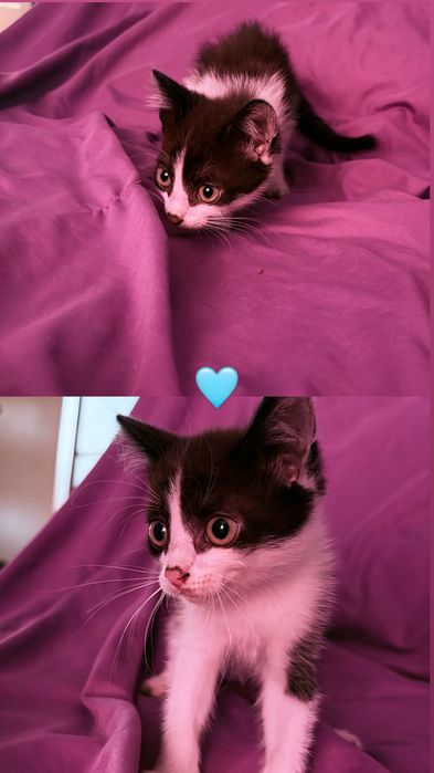 Милые котята ищут дом