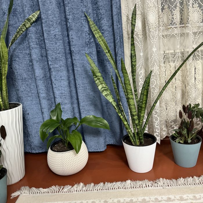 Комнатные цветы для офиса