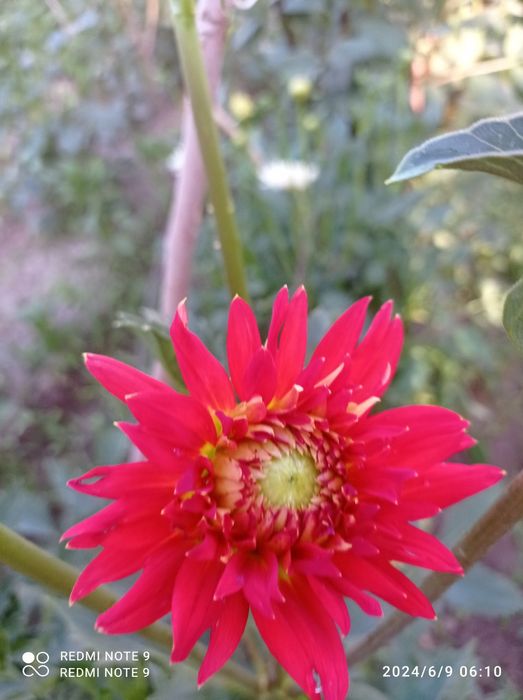 Россиядан келтирилган сортли гуллар бор сотувга