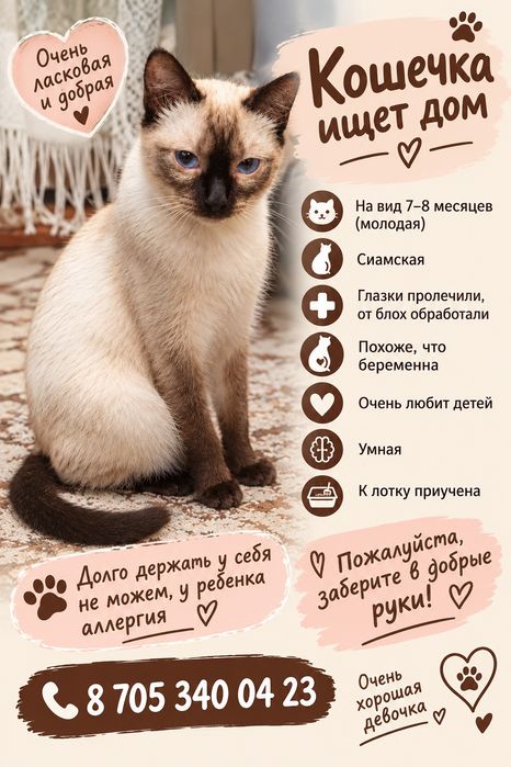 Отдается сиамская кошечка в добрые руки