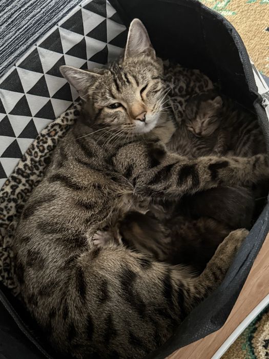Котята от бенгалки
