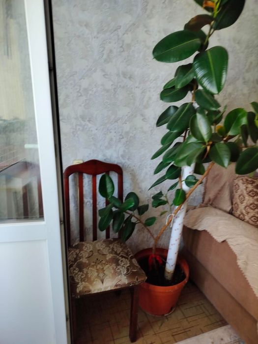 Продам Фикус (Бенджамин)