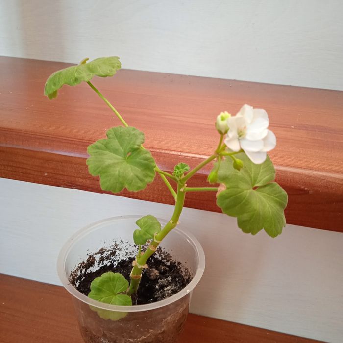 Герань цвет сюрприз