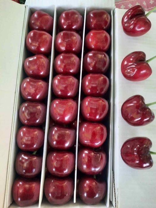 Олма гило шофтоли нок анор анжир урик бодом ёнгок барча мевали дарахт