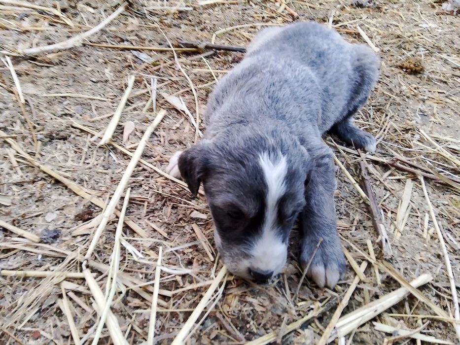 Продам щенят тазы