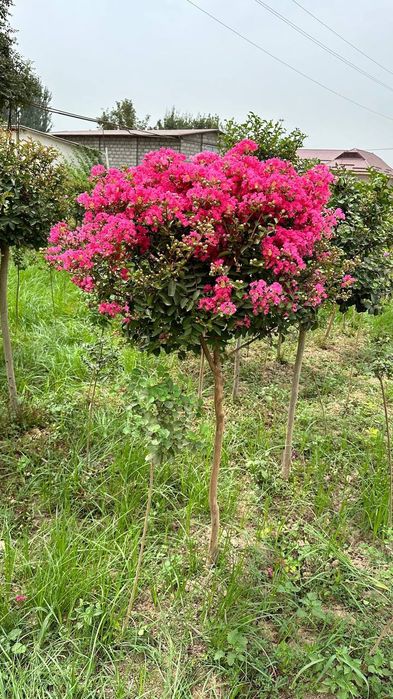 Majivelnik siren kashtan shamshod bor