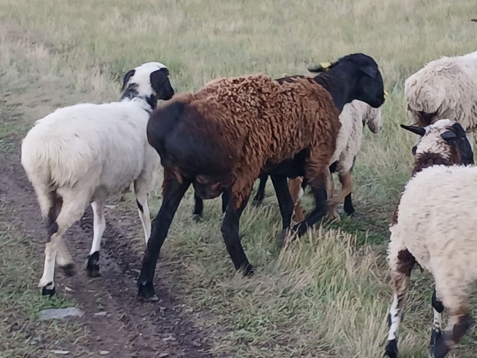 Продам гиссар кошкар