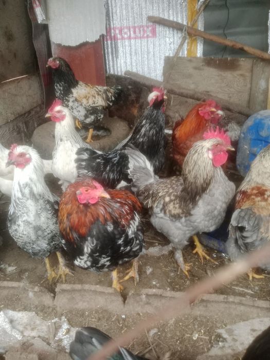 Петух продам петух