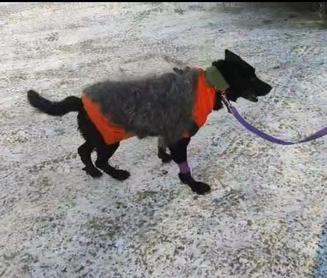 Для собачки нужен тёплый дом