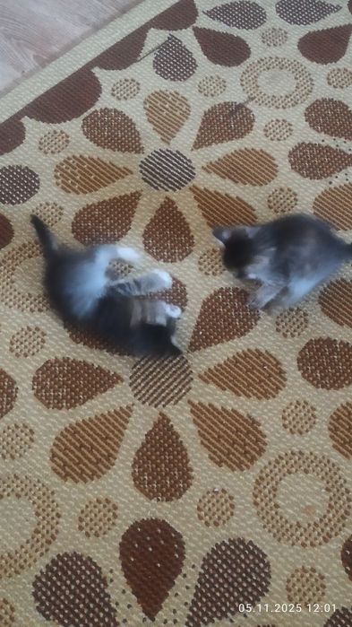 Отдадим в хорошие руки