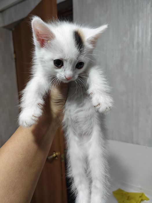 Отдам котят бесплатно