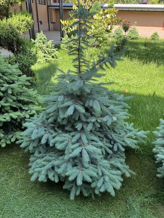 Голубая Ель ва Яшил Ель Сотилади 50% Скидкада