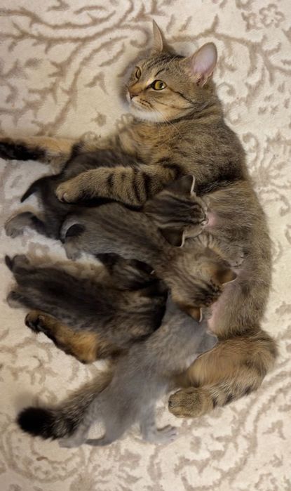 Кошечки котята девочки