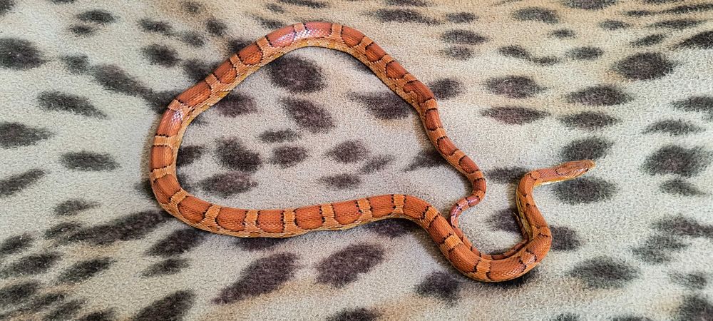 Змея Маисовый полоз