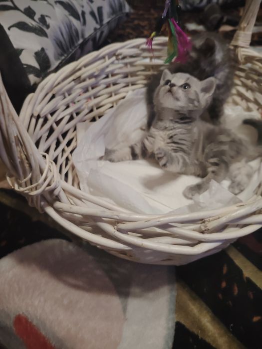 Британские малыши