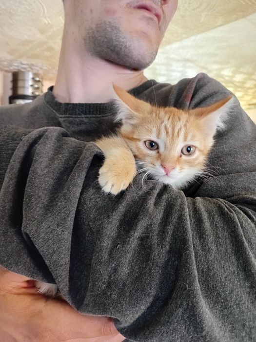Котики ищут семью
