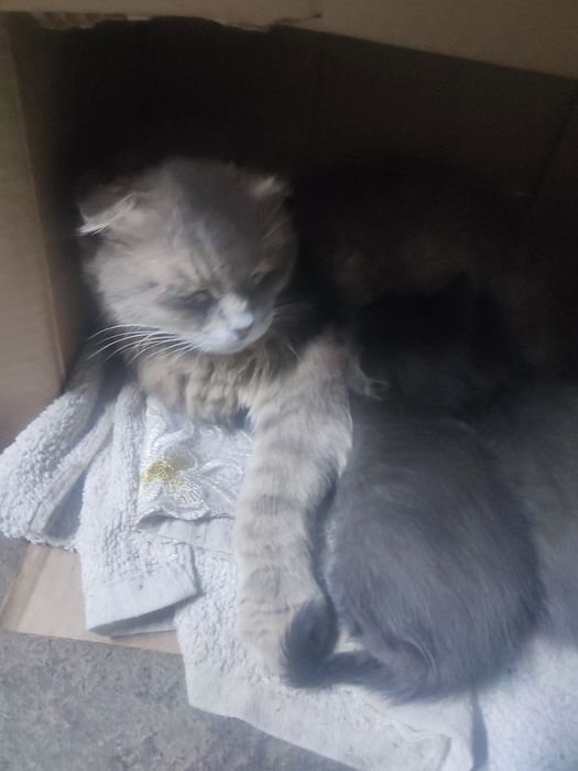 Котенок вислоухий