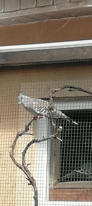 Turturele austreliene cu mot