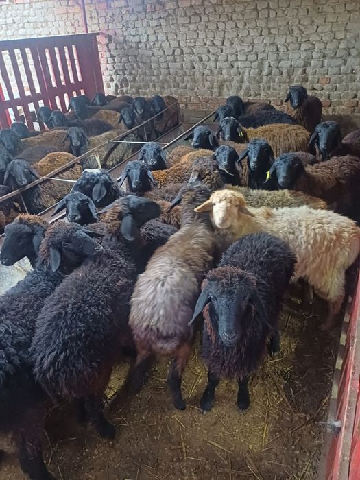 Токты койлар сатылады