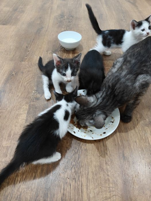 Отдам котят бесплатно