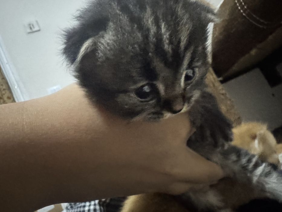 Шотландские вислоухие котята