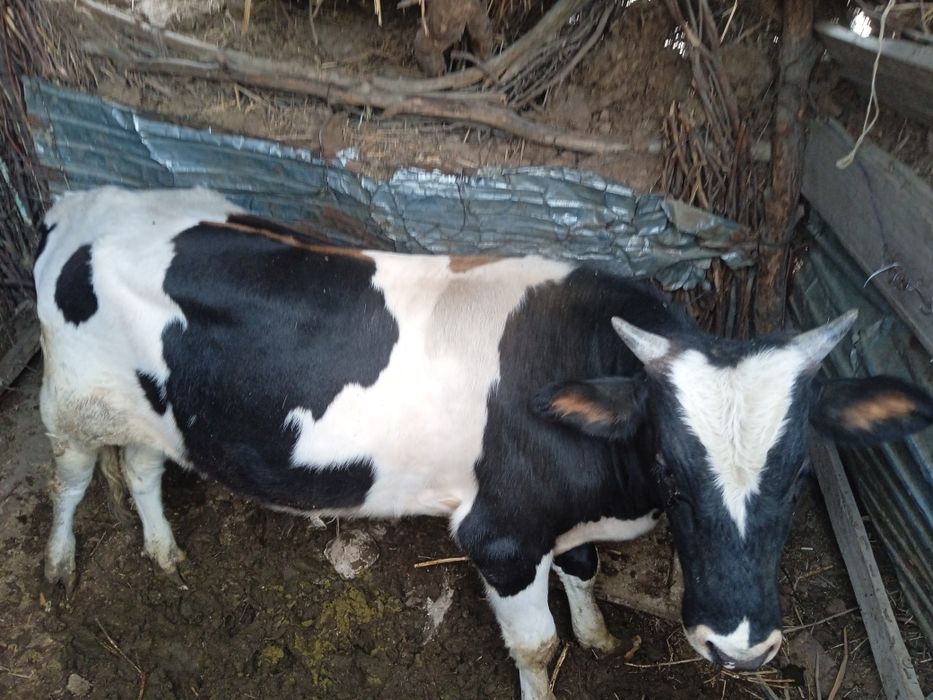 Еркек баспақ семыз