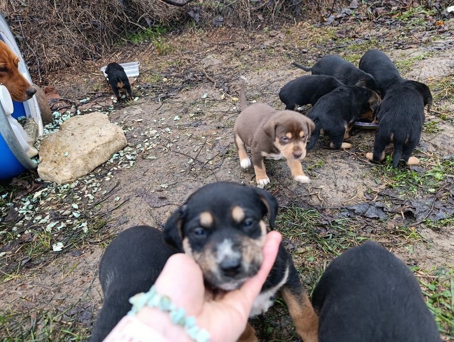 Подарявам кученца