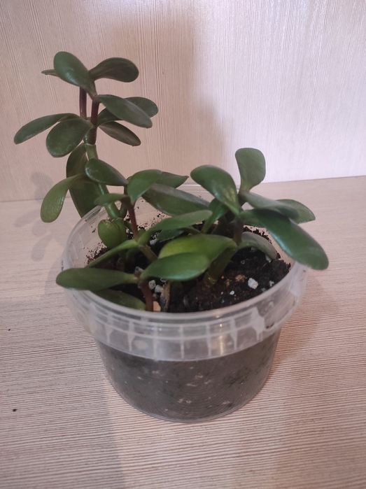 Комнатные растения. Денежное дерево. Крассула. Толстянка.