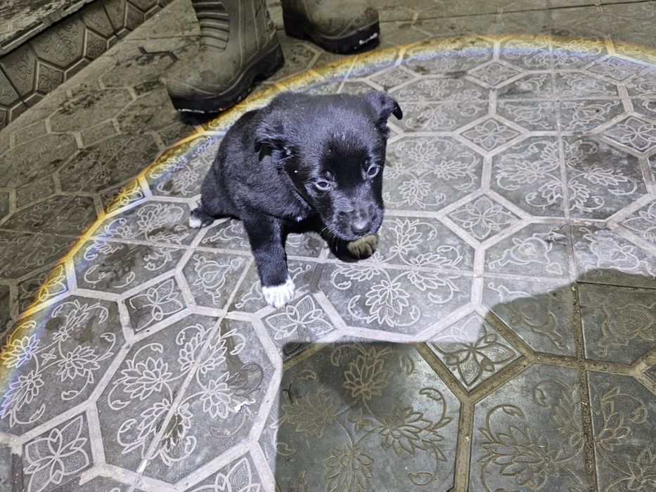 Отдам щенят в хорошие руки.