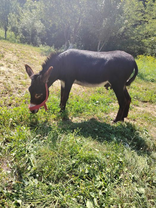 Vând măgar De 4 Anii pentru detalii la numărul de telefon