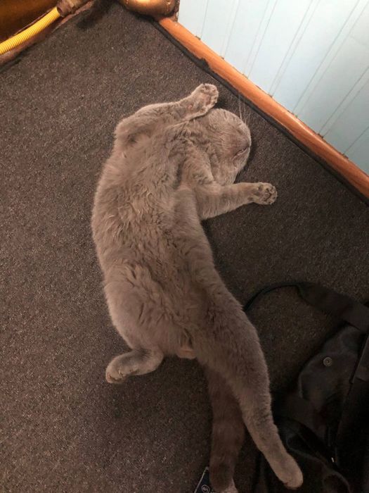 Вислоухи кот шотландец на вязку