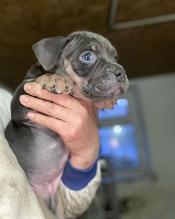 Американский булли