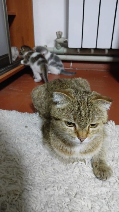 Отдам даром котят