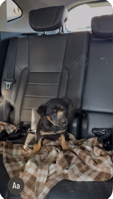 Собачка, мальчик