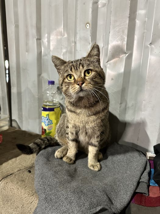 Замечательный Котик ищет дом ,найдитесь добрые ручки!