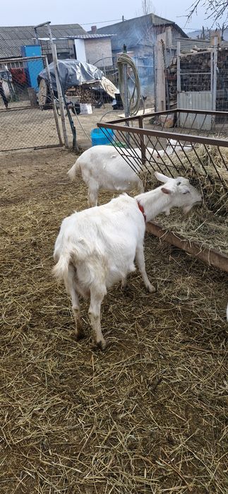 Saanen si un Țap corcitura de anglo nubian