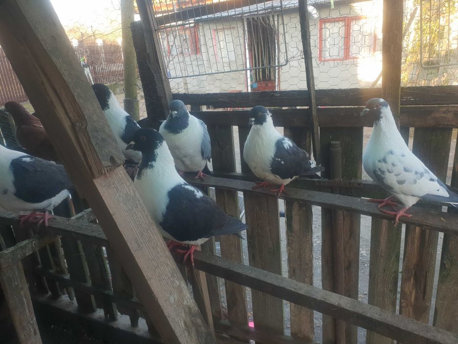 Porumbei straseri de vanzare