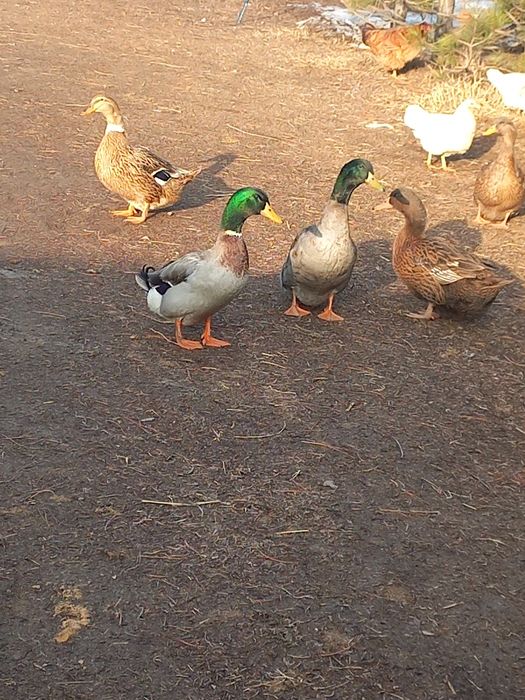 Утиные яйца яйцо