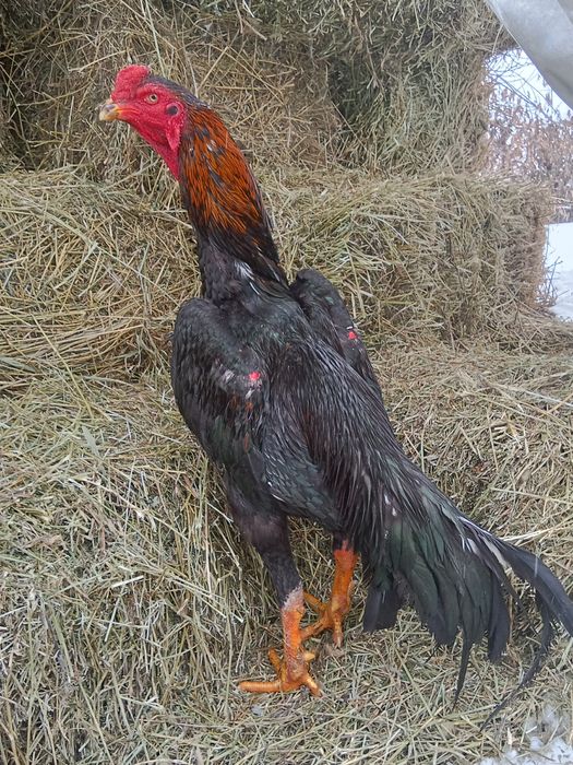 Дакан курица алматы