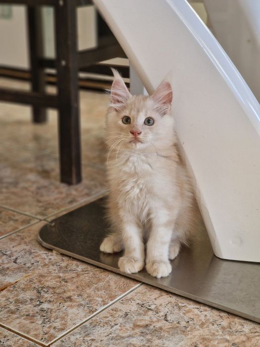 Котенца Мейн Куун