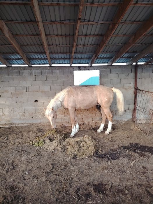 Айғыр жеребец ат лошадь конь