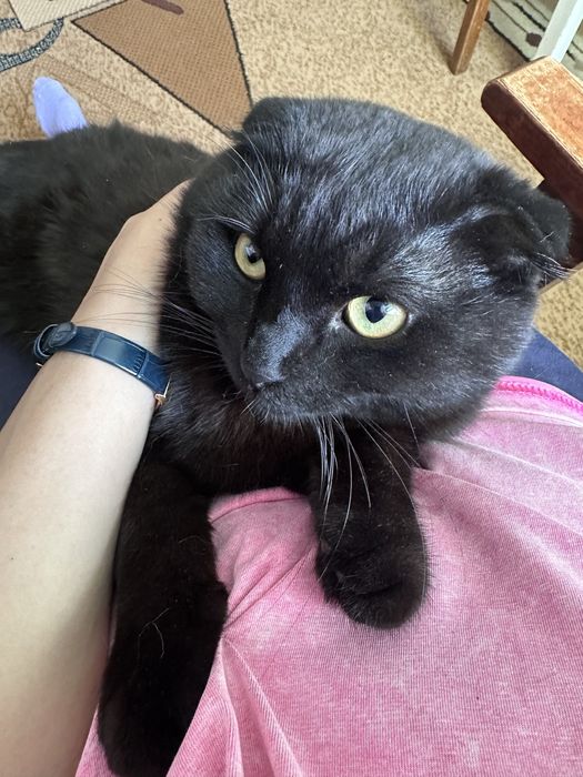 Отдам котика подобрали на улице