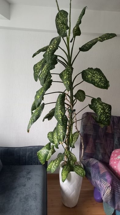 Продам комнатной растение Диффенбахию