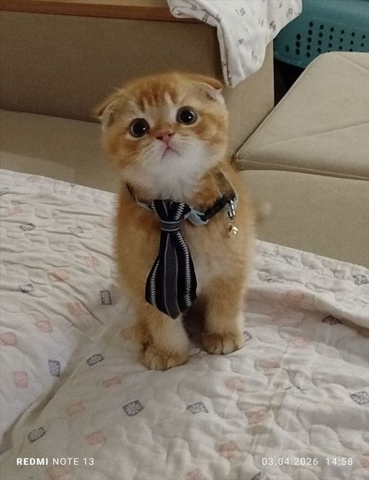 Котята чистокровные