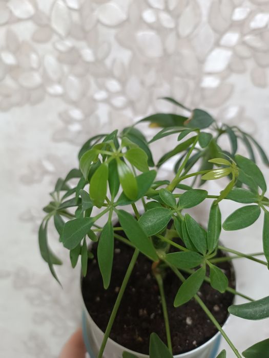 Продам отросток шефлеры, 2 вида.