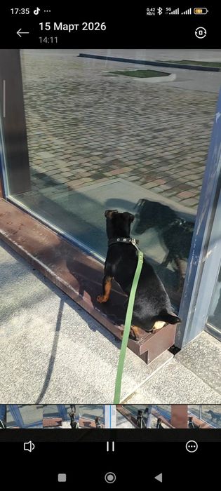 Убежала.  собака