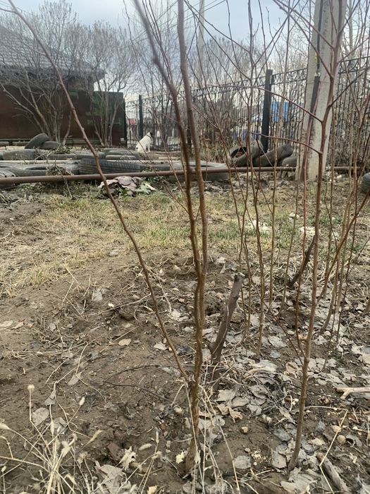 Саженцы абрикоса