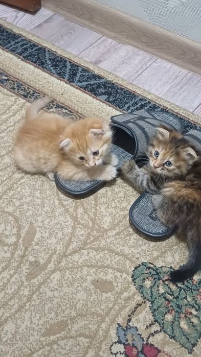 Отдам в добрые руки.