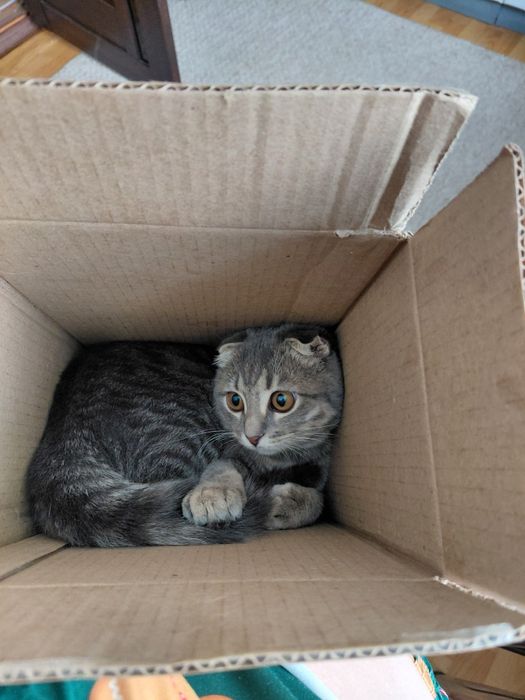 Продам кошку  веслоухую